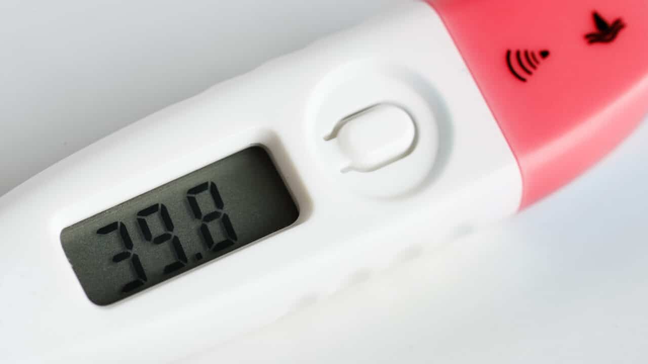 Closeup of a digital food thermometer